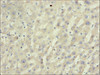 Immunohistochemistry of paraffin-embedded mouse liver tissue using CSB-PA002648LA01HU at dilution of 1:50