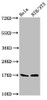 Western Blot<br />
 Positive WB detected in: Hela whole cell lysate, NIH/3T3 whole cell lysate<br />
 All lanes: Birc5 antibody at 5.3µg/ml<br />
 Secondary<br />
 Goat polyclonal to rabbit IgG at 1/50000 dilution<br />
 Predicted band size: 17, 15, 5 kDa<br />
 Observed band size: 17 kDa<br />