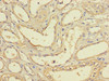 Immunohistochemistry of paraffin-embedded human kidney tissue using CSB-PA002798LA01HU at dilution of 1:100