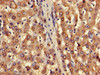 Immunohistochemistry of paraffin-embedded human liver tissue using CSB-PA002922LA01HU at dilution of 1:100