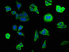 Immunofluorescence staining of HepG2 cells with CSB-PA002922LA01HU at 1:140, counter-stained with DAPI. The cells were fixed in 4% formaldehyde, permeabilized using 0.2% Triton X-100 and blocked in 10% normal Goat Serum. The cells were then incubated with the antibody overnight at 4°C. The secondary antibody was Alexa Fluor 488-congugated AffiniPure Goat Anti-Rabbit IgG (H+L) .