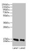 Western blot<br />
 All lanes: LINC01553 antibody at 12µg/ml<br />
 Lane 1: Rat heart tissue<br />
 Lane 2: Mouse skeletal muscle tissue<br />
 Secondary<br />
 Goat polyclonal to rabbit IgG at 1/10000 dilution<br />
 Predicted band size: 16 kDa<br />
 Observed band size: 16 kDa<br />