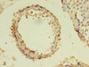 Immunohistochemistry of paraffin-embedded human testis tissue using CSB-PA003463LA01HU at dilution of 1:100