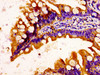 IHC image of CSB-PA003648LA01HU diluted at 1:100 and staining in paraffin-embedded human small intestine tissue performed on a Leica BondTM system. After dewaxing and hydration, antigen retrieval was mediated by high pressure in a citrate buffer (pH 6.0) . Section was blocked with 10% normal goat serum 30min at RT. Then primary antibody (1% BSA) was incubated at 4°C overnight. The primary is detected by a biotinylated secondary antibody and visualized using an HRP conjugated SP system.
