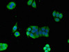 Immunofluorescent analysis of PC-3 cells using CSB-PA00367A0Rb at dilution of 1:100 and Alexa Fluor 488-congugated AffiniPure Goat Anti-Rabbit IgG (H+L)