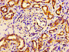 Immunohistochemistry of paraffin-embedded human kidney tissue using CSB-PA00384A0Rb at dilution of 1:100