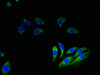 Immunofluorescent analysis of A549 cells using CSB-PA00395A0Rb at dilution of 1:100 and Alexa Fluor 488-congugated AffiniPure Goat Anti-Rabbit IgG (H+L)
