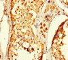 Immunohistochemistry of paraffin-embedded human testis tissue using CSB-PA004030LA01HU at dilution of 1:100