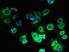 Immunofluorescent analysis of MCF-7 cells using CSB-PA00404A0Rb at dilution of 1:100 and Alexa Fluor 488-congugated AffiniPure Goat Anti-Rabbit IgG (H+L)