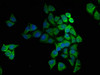 Immunofluorescence staining of Hela cells with CSB-PA00414A0Rb at 1:166, counter-stained with DAPI. The cells were fixed in 4% formaldehyde, permeabilized using 0.2% Triton X-100 and blocked in 10% normal Goat Serum. The cells were then incubated with the antibody overnight at 4°C. The secondary antibody was Alexa Fluor 488-congugated AffiniPure Goat Anti-Rabbit IgG (H+L) .