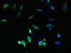 Immunofluorescent analysis of U251 cells using CSB-PA004170LA01HU at dilution of 1:100 and Alexa Fluor 488-congugated AffiniPure Goat Anti-Rabbit IgG (H+L)