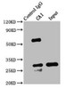 Immunoprecipitating CA1 in K562 whole cell lysate<br />
 Lane 1: Rabbit control IgG instead of CSB-PA004364HA01HU in K562 whole cell lysate.
 For western blotting, a HRP-conjugated Protein G antibody was used as the secondary antibody (1/2000) <br />
 Lane 2: CSB-PA004364HA01HU (8µg) + K562 whole cell lysate (500µg) <br />
 Lane 3: K562 whole cell lysate (20µg) <br />