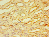 Immunohistochemistry of paraffin-embedded human kidney tissue using CSB-PA004367YA01HU at dilution of 1:100