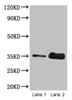 Western blot<br />
 All lanes: Wheat Gliadin at 2µg/ml<br />
 Lane 1: Wheat flour at 2µg<br />
 Lane 2: Wheat flour at 10µg<br />
 Secondary<br />
 Goat polyclonal to rabbit IgG at 1/15000 dilution<br />
 Predicted band size: 35 kDa<br />
 Observed band size: 35 kDa<br />