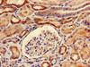 Immunohistochemistry of paraffin-embedded human kidney tissue using CSB-PA00465A0Rb at dilution of 1:100