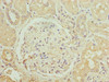 Immunohistochemistry of paraffin-embedded human kidney tissue using CSB-PA004839LA01HU at dilution of 1:100