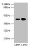 Western blot<br />
 All lanes: CCR6 antibody at 10µg/ml<br />
 Lane 1: MCF-7 whole cell lysate<br />
 Lane 2: Hela whole cell lysate<br />
 Secondary<br />
 Goat polyclonal to rabbit IgG at 1/10000 dilution<br />
 Predicted band size: 43 kDa<br />
 Observed band size: 43 kDa<br />