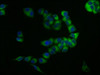 Immunofluorescence staining of PC-3 cells with CSB-PA004947YA01HU at 1:133, counter-stained with DAPI. The cells were fixed in 4% formaldehyde, permeabilized using 0.2% Triton X-100 and blocked in 10% normal Goat Serum. The cells were then incubated with the antibody overnight at 4°C. The secondary antibody was Alexa Fluor 488-congugated AffiniPure Goat Anti-Rabbit IgG (H+L) .