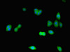 Immunofluorescence staining of HepG2 cells with CSB-PA005061LA01HU at 1:266, counter-stained with DAPI. The cells were fixed in 4% formaldehyde, permeabilized using 0.2% Triton X-100 and blocked in 10% normal Goat Serum. The cells were then incubated with the antibody overnight at 4°C. The secondary antibody was Alexa Fluor 488-congugated AffiniPure Goat Anti-Rabbit IgG (H+L) .