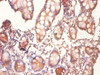 Immunohistochemistry of paraffin-embedded human small intestine tissue using CSB-PA005062DA01HU at dilution of 1:100