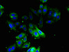 Immunofluorescent analysis of HepG2 cells using CSB-PA00535A0Rb at dilution of 1:100 and Alexa Fluor 488-congugated AffiniPure Goat Anti-Rabbit IgG (H+L)