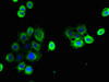 Immunofluorescent analysis of A431 cells using CSB-PA005495EA01HU at dilution of 1:100 and Alexa Fluor 488-congugated AffiniPure Goat Anti-Rabbit IgG (H+L)