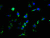 Immunofluorescence staining of SH-SY5Y cells with CSB-PA005684EA01HU at 1:133, counter-stained with DAPI. The cells were fixed in 4% formaldehyde, permeabilized using 0.2% Triton X-100 and blocked in 10% normal Goat Serum. The cells were then incubated with the antibody overnight at 4°C. The secondary antibody was Alexa Fluor 488-congugated AffiniPure Goat Anti-Rabbit IgG (H+L) .