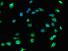 Immunofluorescent analysis of U251 cells using CSB-PA005755LA01HU at dilution of 1:100 and Alexa Fluor 488-congugated AffiniPure Goat Anti-Rabbit IgG (H+L)