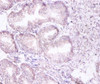 Immunohistochemistry of paraffin-embedded human prostate tissue using CSB-PA00575A0Rb at dilution of 1:100