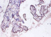 Immunohistochemistry of paraffin-embedded human placenta tissue using CSB-PA00575A0Rb at dilution of 1:100