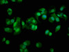Immunofluorescence staining of MCF-7 cells with CSB-PA00575A0Rb at 1:100, counter-stained with DAPI. The cells were fixed in 4% formaldehyde, permeabilized using 0.2% Triton X-100 and blocked in 10% normal Goat Serum. The cells were then incubated with the antibody overnight at 4°C. The secondary antibody was Alexa Fluor 488-congugated AffiniPure Goat Anti-Rabbit IgG (H+L) .