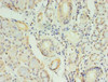 Immunohistochemistry of paraffin-embedded human pancreatic tissue using CSB-PA005783LA01HU at dilution of 1:100 Immunohistochemistry of paraffin-embedded human pancreatic tissue using CSB-PA005783LA01HU at dilution of 1:100