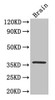 Western Blot<br />
 Positive WB detected in: Mouse brain tissue<br />
 All lanes: CREB1 antibody at 3.3µg/ml<br />
 Secondary<br />
 Goat polyclonal to rabbit IgG at 1/50000 dilution<br />
 Predicted band size: 37, 36, 26 kDa<br />
 Observed band size: 37 kDa<br />