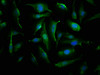 Immunofluorescence staining of U251 cells with CSB-PA006008HA01HU at 1:66, counter-stained with DAPI. The cells were fixed in 4% formaldehyde, permeabilized using 0.2% Triton X-100 and blocked in 10% normal Goat Serum. The cells were then incubated with the antibody overnight at 4°C. The secondary antibody was Alexa Fluor 488-congugated AffiniPure Goat Anti-Rabbit IgG (H+L) .
