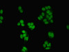 Immunofluorescent analysis of HepG2 cells using CSB-PA006072LA01HU at dilution of 1:100 and Alexa Fluor 488-congugated AffiniPure Goat Anti-Rabbit IgG (H+L)