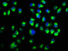 Immunofluorescence staining of Hela cells with CSB-PA006164EA01HU at 1:333, counter-stained with DAPI. The cells were fixed in 4% formaldehyde, permeabilized using 0.2% Triton X-100 and blocked in 10% normal Goat Serum. The cells were then incubated with the antibody overnight at 4°C. The secondary antibody was Alexa Fluor 488-congugated AffiniPure Goat Anti-Rabbit IgG (H+L) .