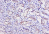Immunohistochemistry of paraffin-embedded human kidney tissue using CSB-PA006192LA01RA at dilution of 1:20