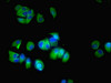 Immunofluorescent analysis of MCF-7 cells using CSB-PA006392LA01HU at dilution of 1:100 and Alexa Fluor 488-congugated AffiniPure Goat Anti-Rabbit IgG (H+L)