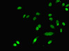 Immunofluorescent analysis of A549 cells using CSB-PA006867DA01HU at dilution of 1:100 and Alexa Fluor 488-congugated AffiniPure Goat Anti-Rabbit IgG (H+L)