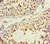 Immunohistochemistry of paraffin-embedded human testis tissue using CSB-PA00704A0Rb at dilution of 1:100