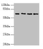 Western blot<br />
 All lanes: ENC1 antibody at 5µg/ml<br />
 Lane 1: MCF-7 whole cell lysate<br />
 Lane 2: HepG2 whole cell lysate<br />
 Lane 3: Mouse brain tissue<br />
 Lane 4: A549 whole cell lysate<br />
 Secondary<br />
 Goat polyclonal to rabbit IgG at 1/10000 dilution<br />
 Predicted band size: 67, 58 kDa<br />
 Observed band size: 67 kDa<br />