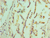 Immunohistochemistry of paraffin-embedded human prostate tissue using CSB-PA007734LA01HU at dilution of 1:100 Immunohistochemistry of paraffin-embedded human prostate tissue using CSB-PA007734LA01HU at dilution of 1:100