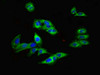 Immunofluorescent analysis of Hela cells using CSB-PA007779LA01HU at dilution of 1:100 and Alexa Fluor 488-congugated AffiniPure Goat Anti-Rabbit IgG (H+L)