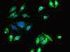 Immunofluorescent analysis of A549 cells using CSB-PA007850LA01HU at dilution of 1:100 and Alexa Fluor 488-congugated AffiniPure Goat Anti-Rabbit IgG (H+L)