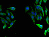 Immunofluorescent analysis of Hela cells using CSB-PA007965LA01HU at dilution of 1:100 and Alexa Fluor 488-congugated AffiniPure Goat Anti-Rabbit IgG (H+L)