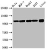 Western Blot<br />
 Positive WB detected in: Hela whole cell lysate, MCF-7 whole cell lysate, HepG2 whole cell lysate, 293T whole cell lysate, Rat liver tissue<br />
 All lanes: ACTN4 antibody at 3.3µg/ml<br />
 Secondary<br />
 Goat polyclonal to rabbit IgG at 1/50000 dilution<br />
 Predicted band size: 105, 80, 60 kDa<br />
 Observed band size: 105 kDa<br />