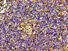 IHC image of CSB-PA00814A0Rb diluted at 1:200 and staining in paraffin-embedded human tonsil tissue performed on a Leica BondTM system. After dewaxing and hydration, antigen retrieval was mediated by high pressure in a citrate buffer (pH 6.0) . Section was blocked with 10% normal goat serum 30min at RT. Then primary antibody (1% BSA) was incubated at 4°C overnight. The primary is detected by a biotinylated secondary antibody and visualized using an HRP conjugated SP system.