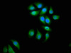 Immunofluorescence staining of A549 cells with CSB-PA00814A0Rb at 1:66, counter-stained with DAPI. The cells were fixed in 4% formaldehyde, permeabilized using 0.2% Triton X-100 and blocked in 10% normal Goat Serum. The cells were then incubated with the antibody overnight at 4°C. The secondary antibody was Alexa Fluor 488-congugated AffiniPure Goat Anti-Rabbit IgG (H+L) .