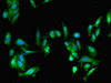 Immunofluorescent analysis of Hela cells using CSB-PA008428LA01HU at dilution of 1:100 and Alexa Fluor 488-congugated AffiniPure Goat Anti-Rabbit IgG (H+L)