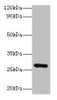 Western blot<br />
 All lanes: Fgf23 antibody at 2µg/ml + Rat heart tissue<br />
 Secondary<br />
 Goat polyclonal to rabbit IgG at 1/10000 dilution<br />
 Predicted band size: 28 kDa<br />
 Observed band size: 28 kDa<br />